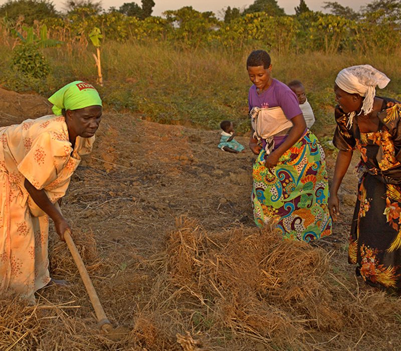 Ugandas Frauen bei der Arbeit auf dem Feld. Nebenher müssen sie sich noch um ihre Kinder kümmern. 