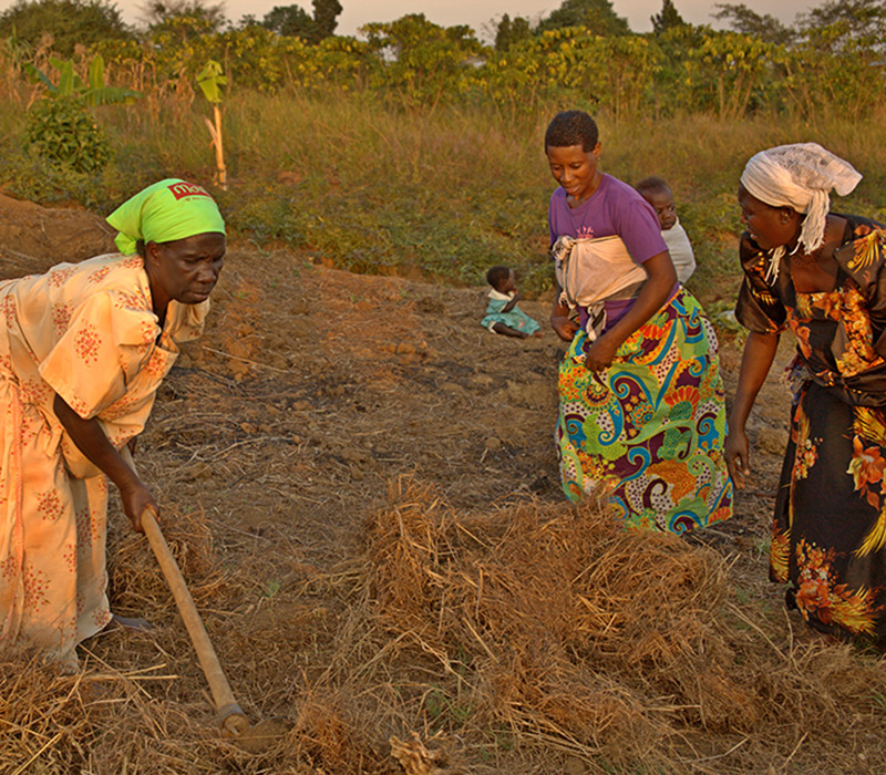 Farmerinnen Frauen in Uganda auf dem Feld