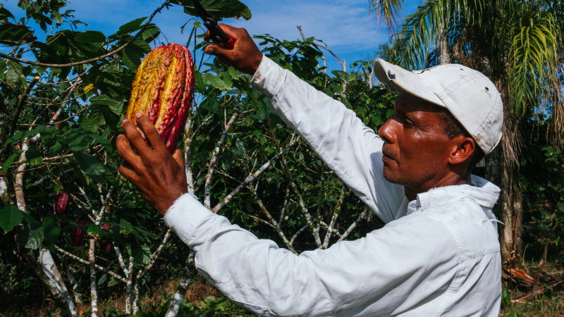 Kakao-Bauer profitiert von Fairtrade-Schokolade
