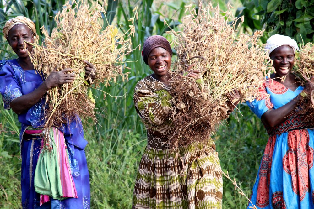 Baumpartnerschaft abschließen Grafik